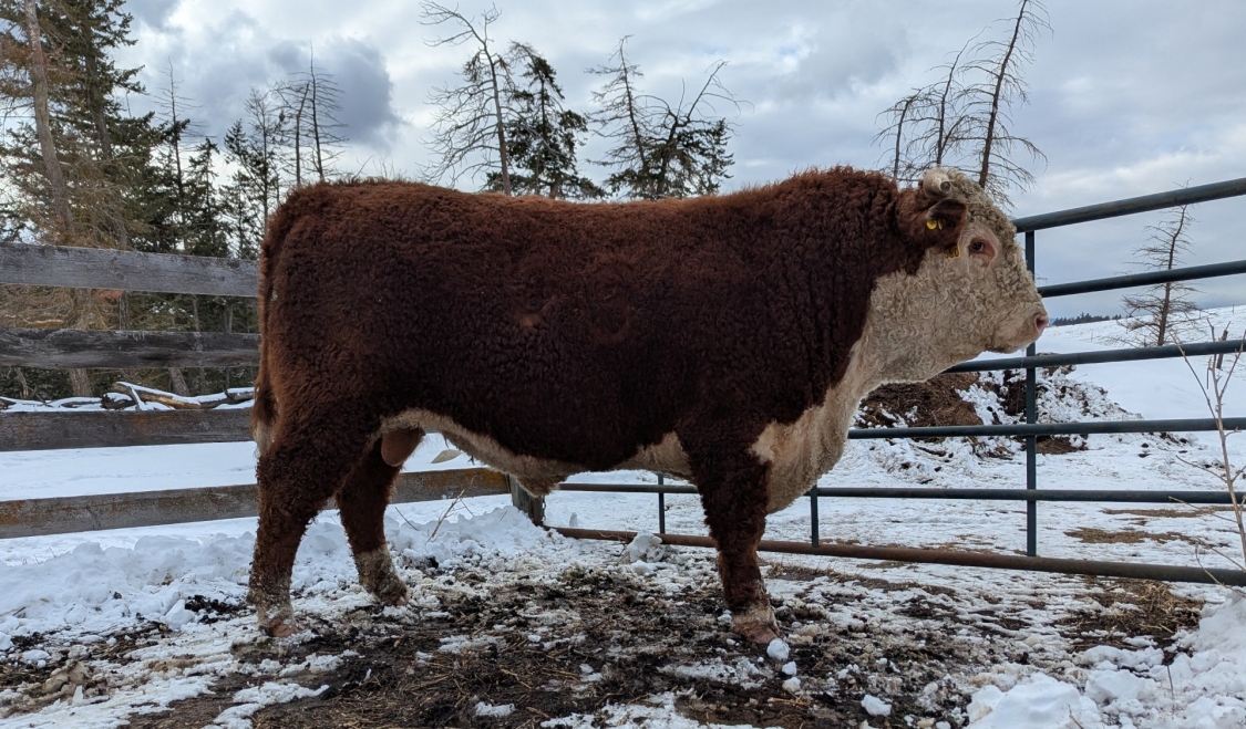 BC Livestock Sale Image
