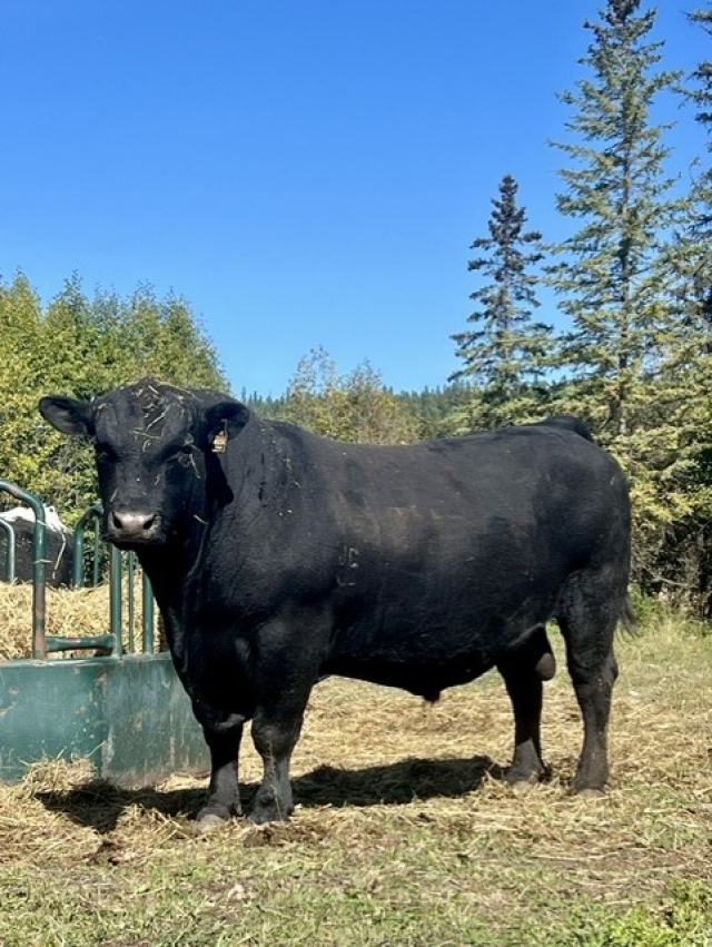 BC Livestock Sale Image