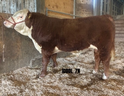 BC Livestock Sale Image