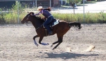 BC Livestock Sale Image