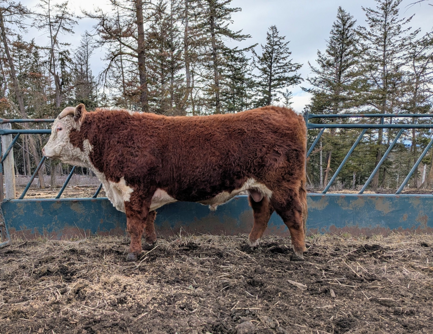 BC Livestock Sale Image