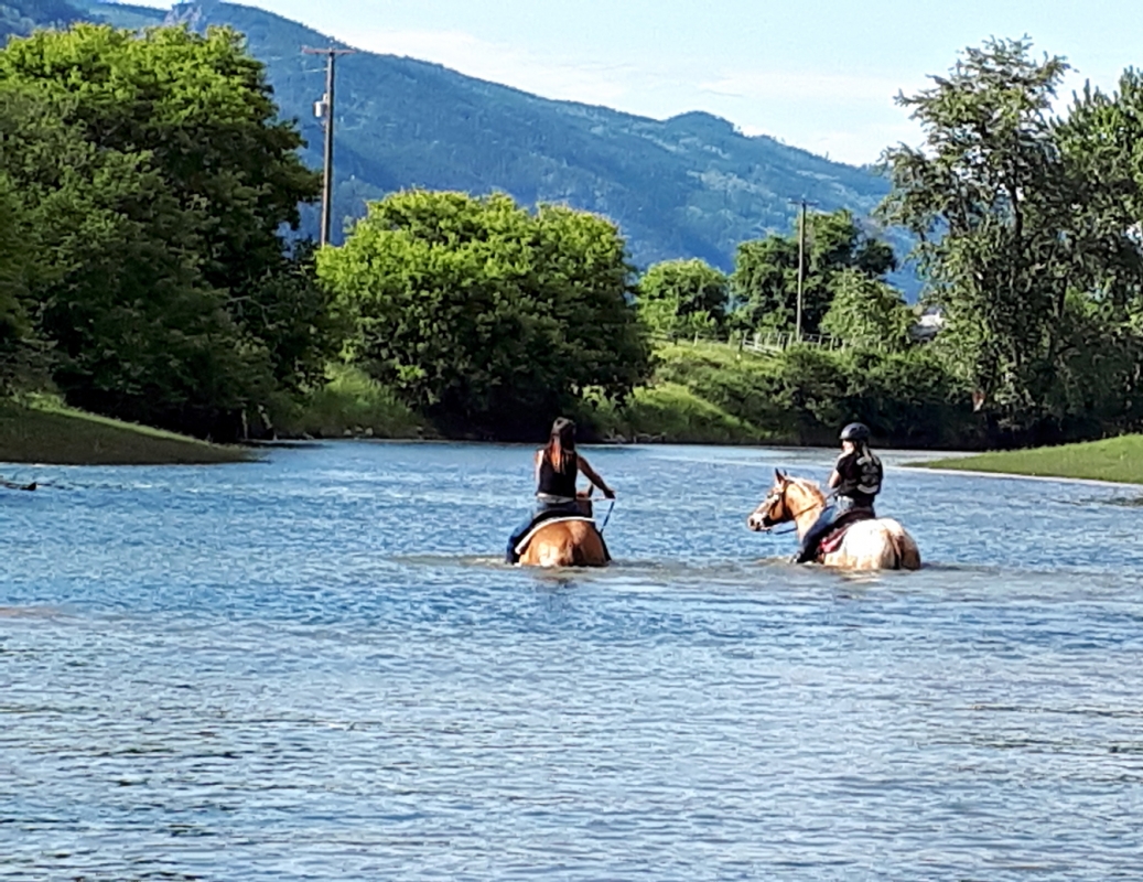 BC Livestock Sale Image
