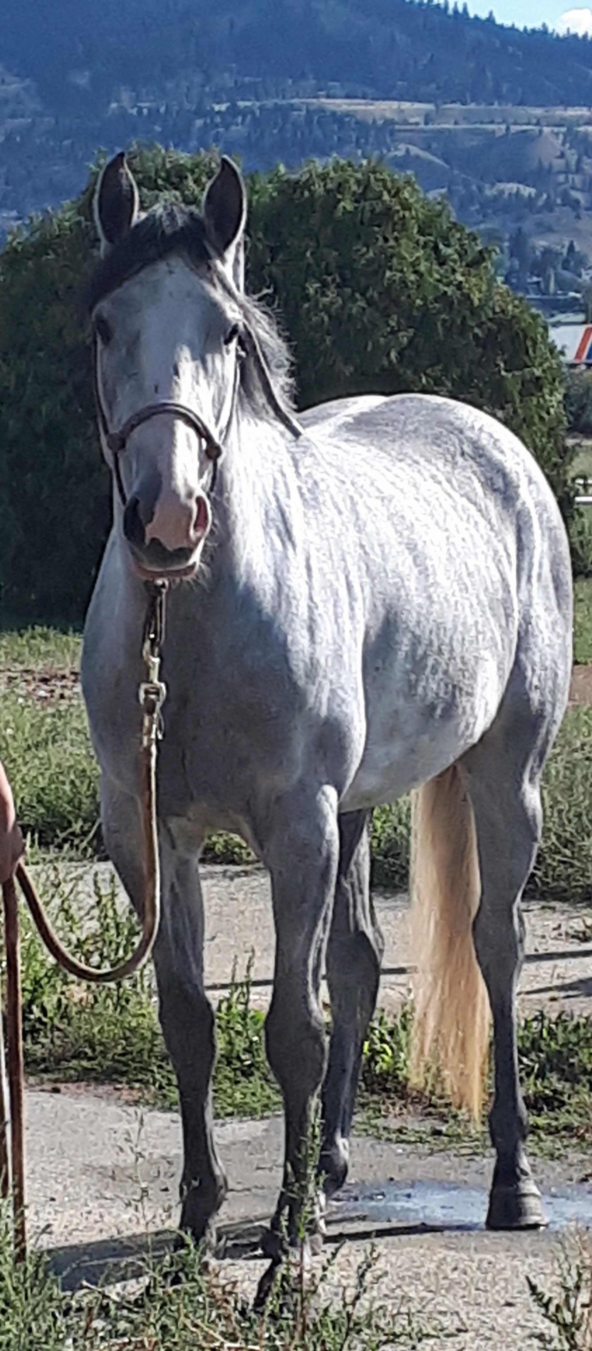 BC Livestock Sale Image