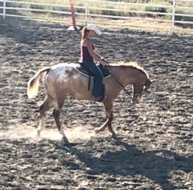 BC Livestock Sale Image