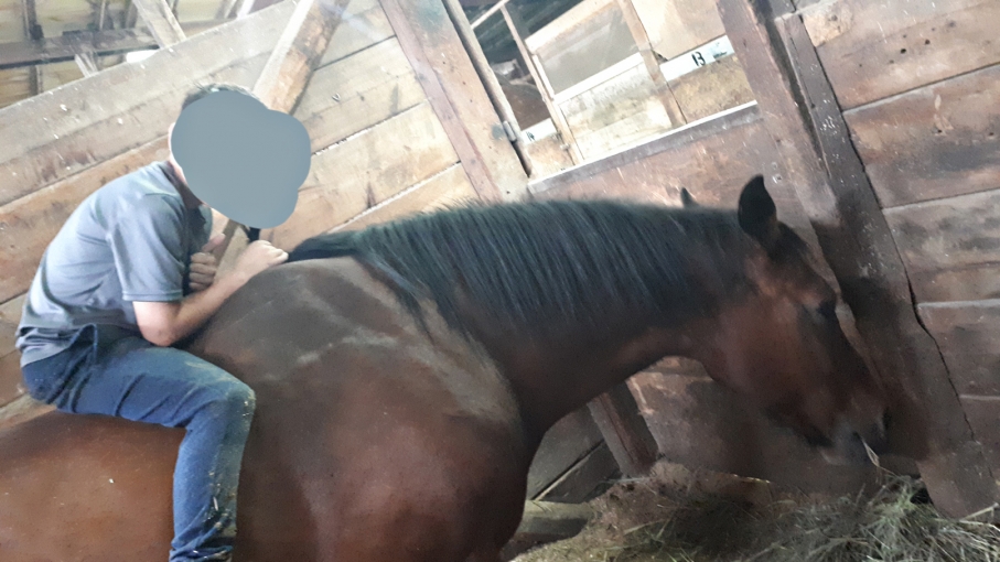 BC Livestock Sale Image