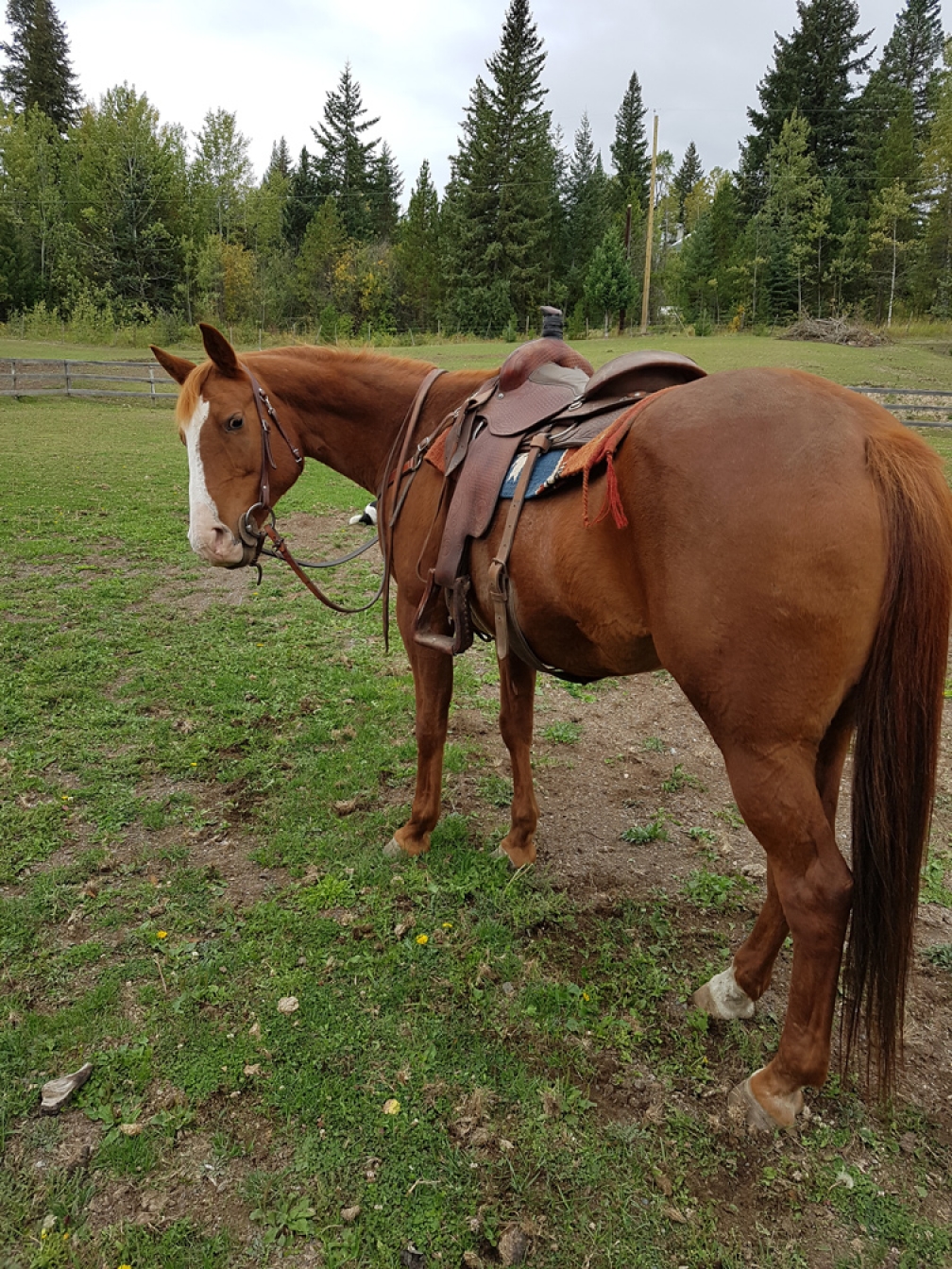 BC Livestock Sale Image