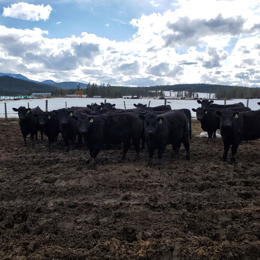 BC Livestock Sale Image