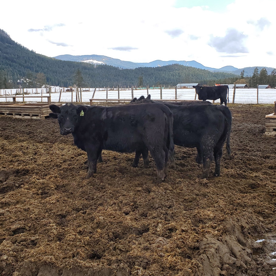 BC Livestock Sale Image