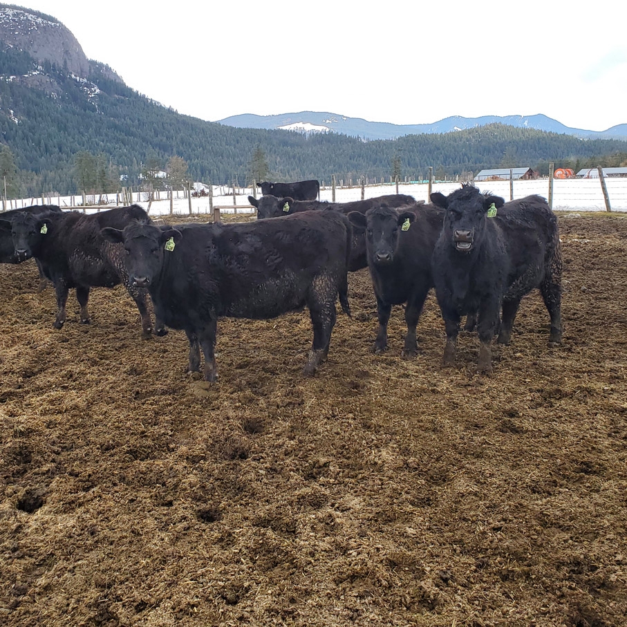 BC Livestock Sale Image