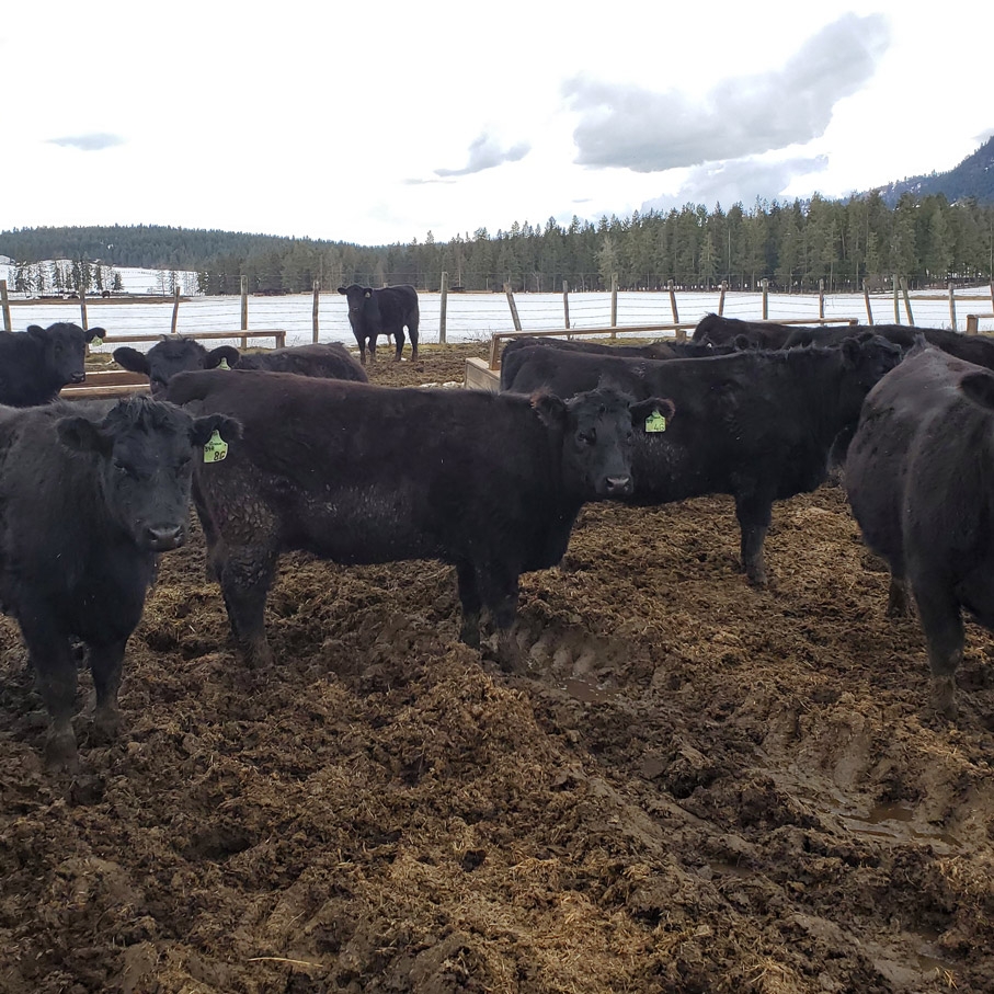 BC Livestock Sale Image