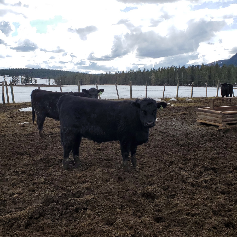 BC Livestock Sale Image