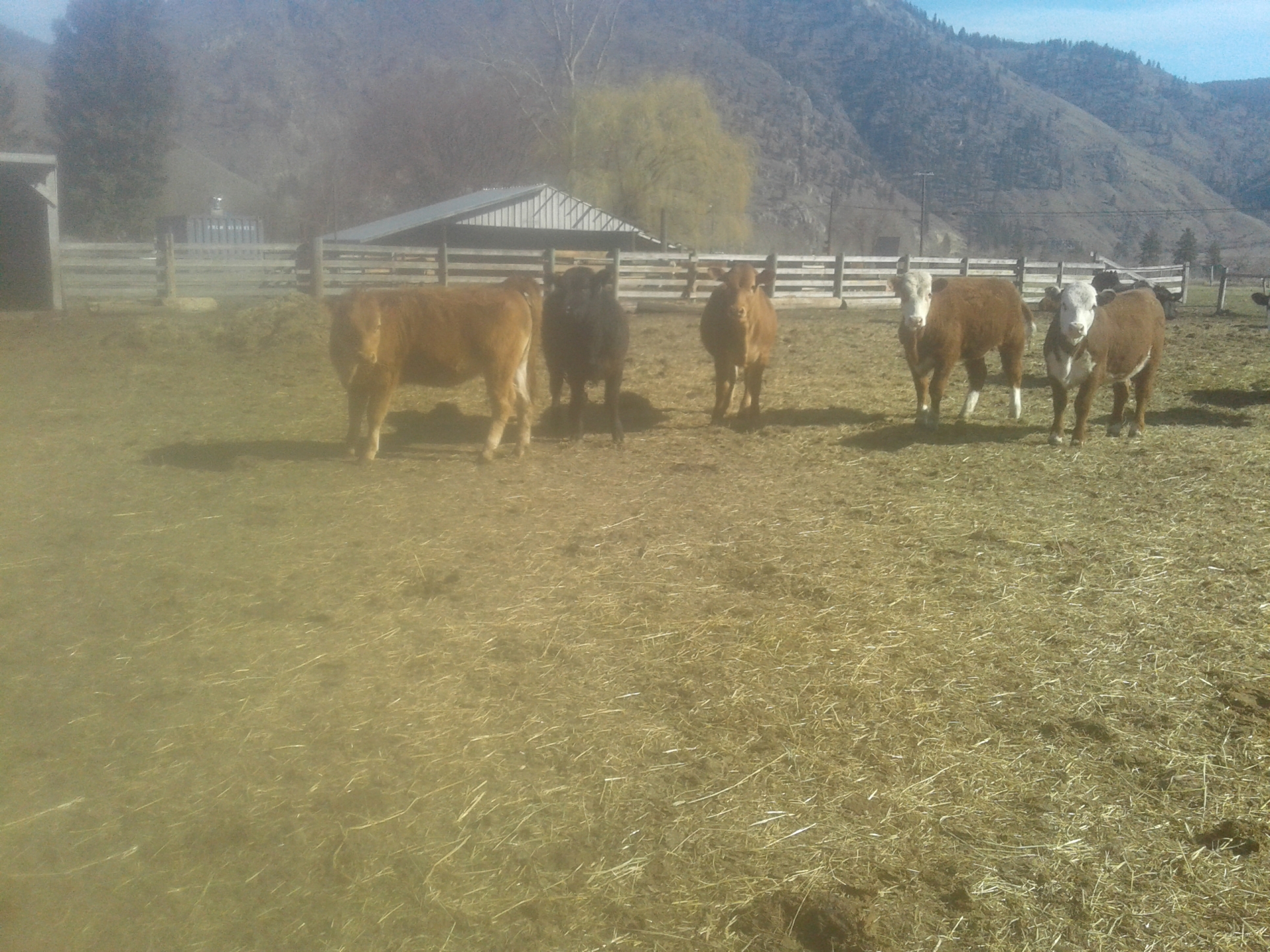 BC Livestock Sale Image