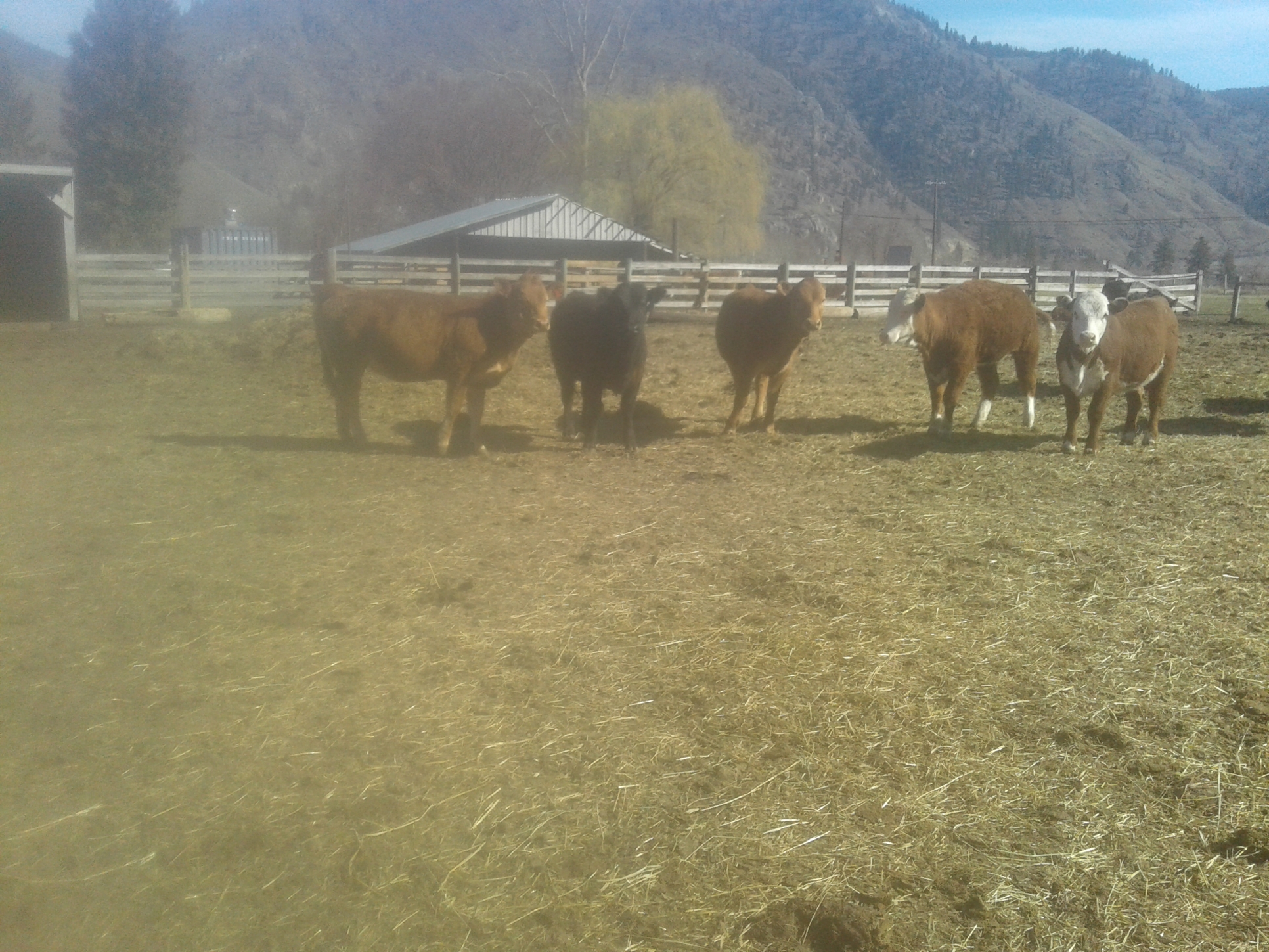 BC Livestock Sale Image