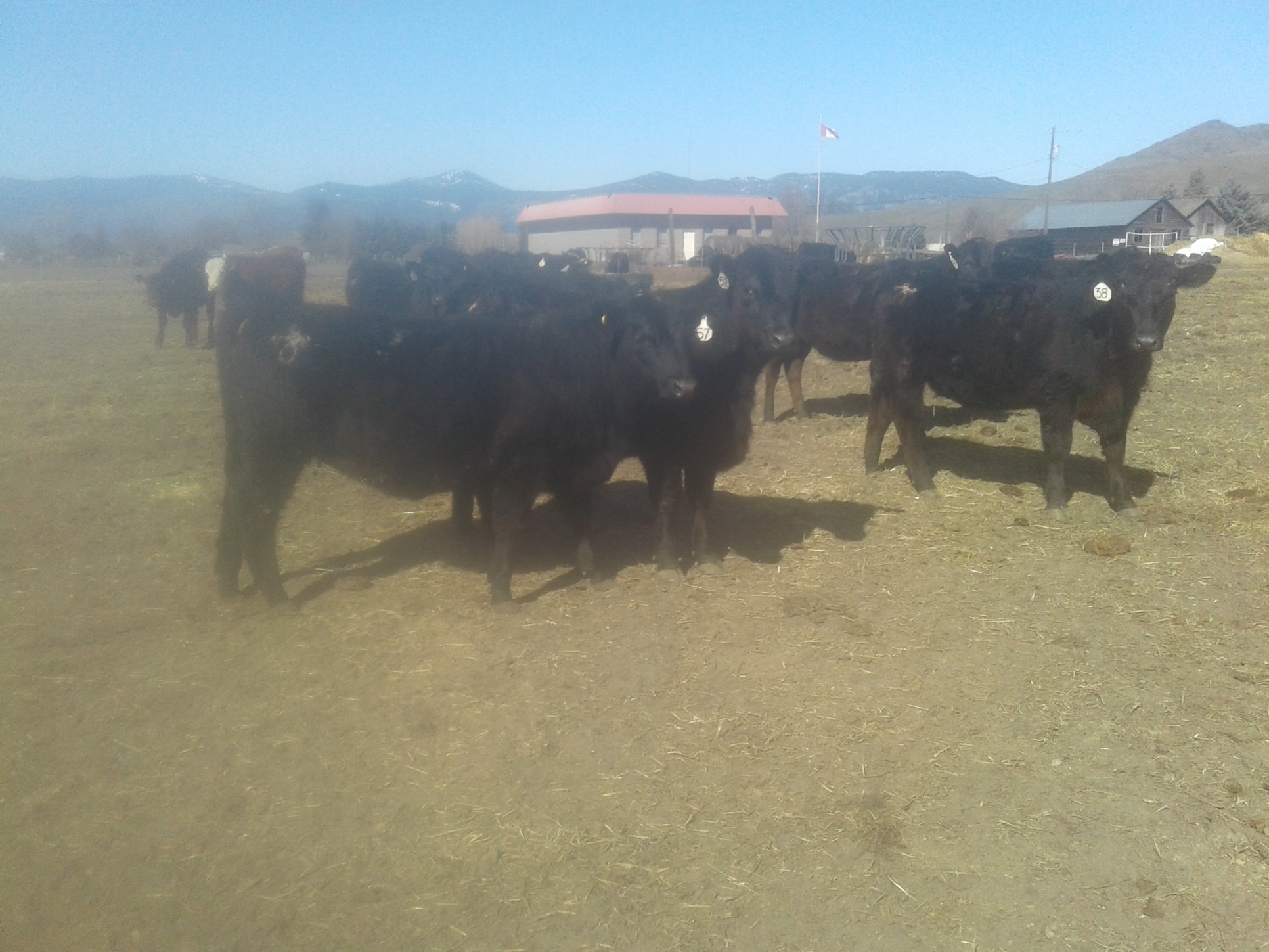 BC Livestock Sale Image
