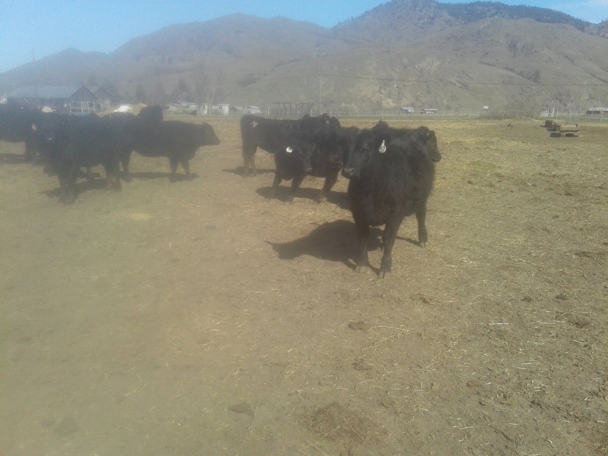 BC Livestock Sale Image