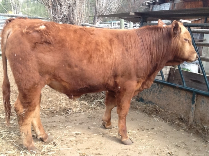 BC Livestock Sale Image