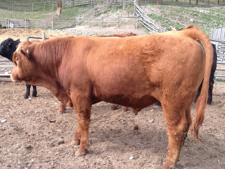 BC Livestock Sale Image