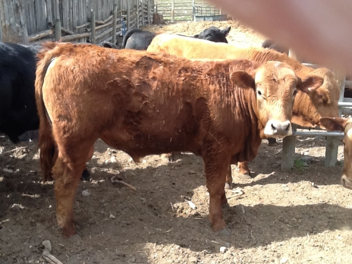 BC Livestock Sale Image