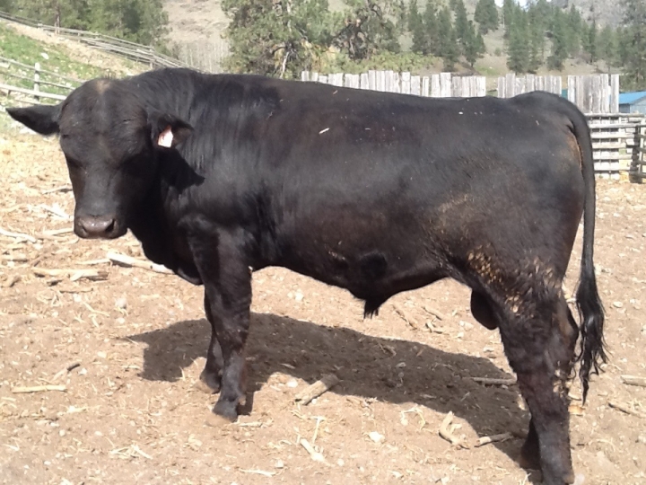 BC Livestock Sale Image