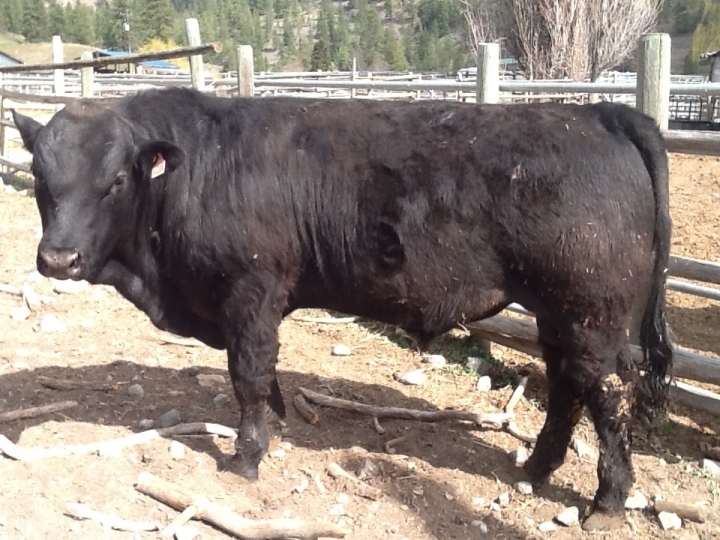 BC Livestock Sale Image