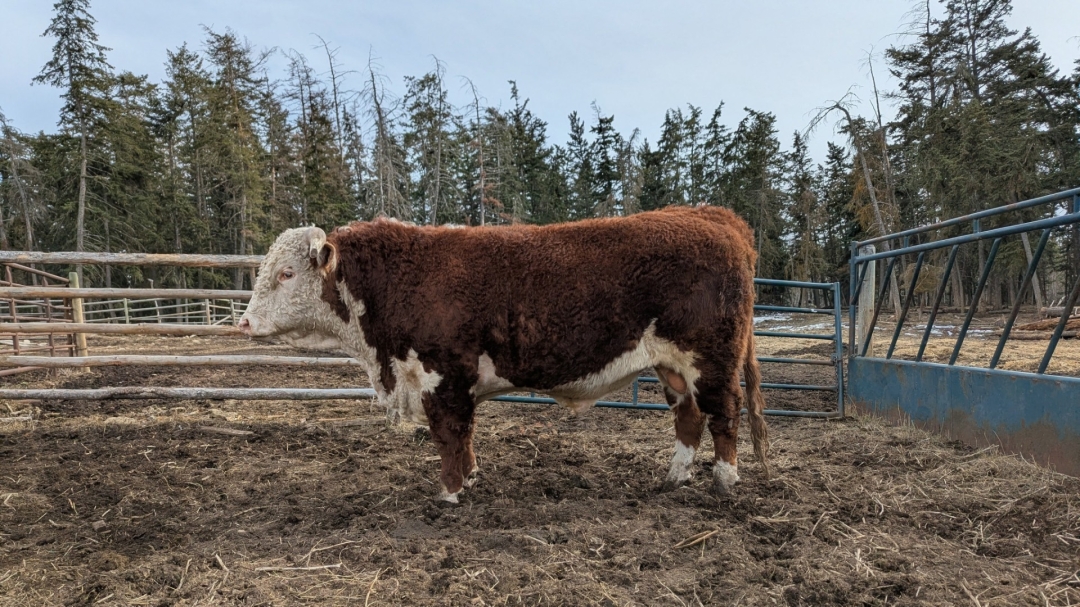 BC Livestock Sale Image