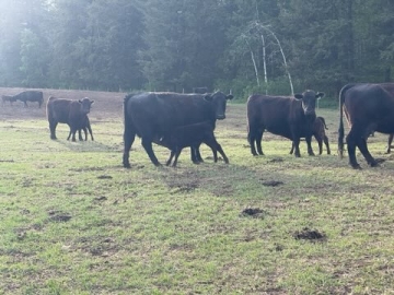 BC Livestock Sale Image