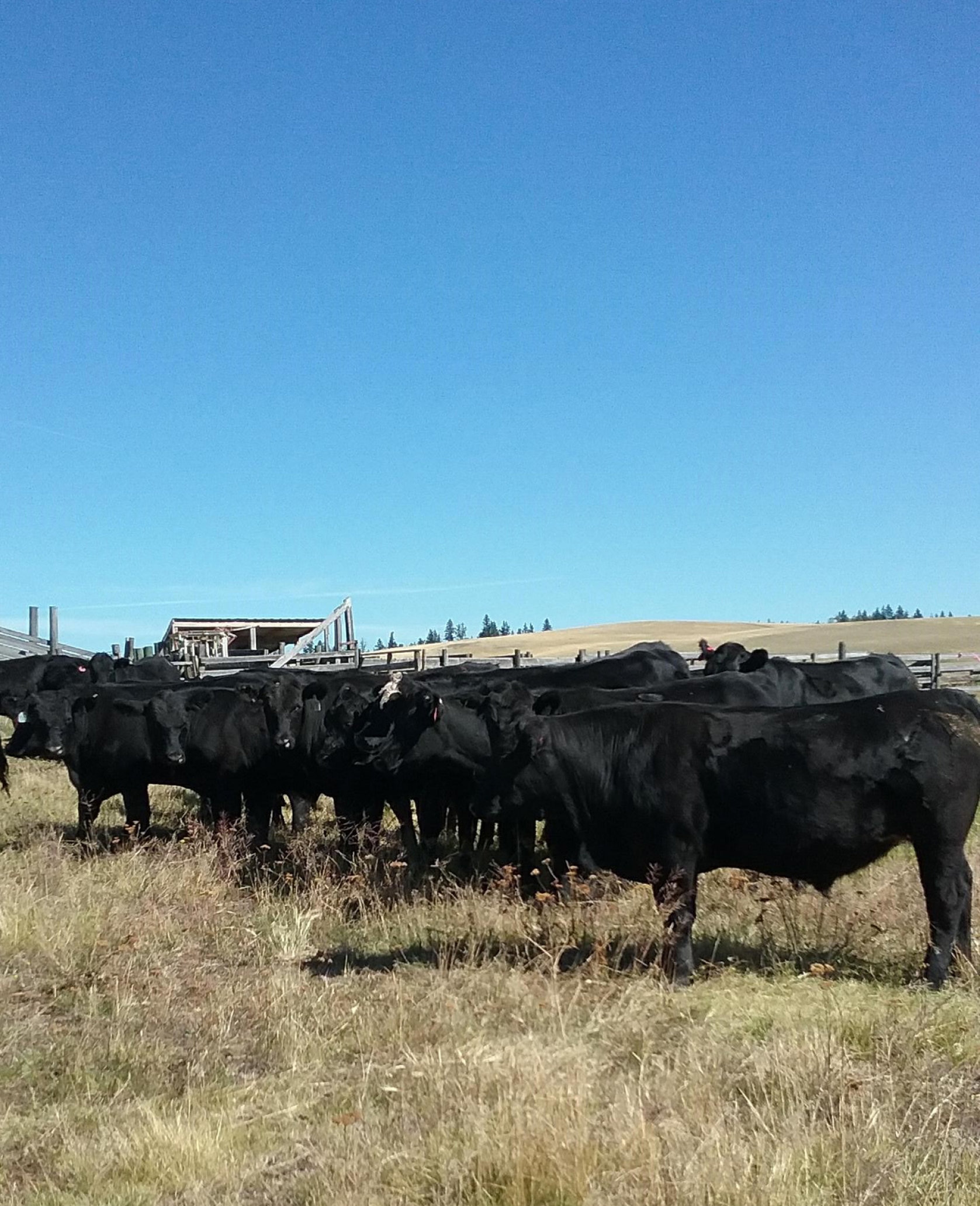 BC Livestock Sale Image