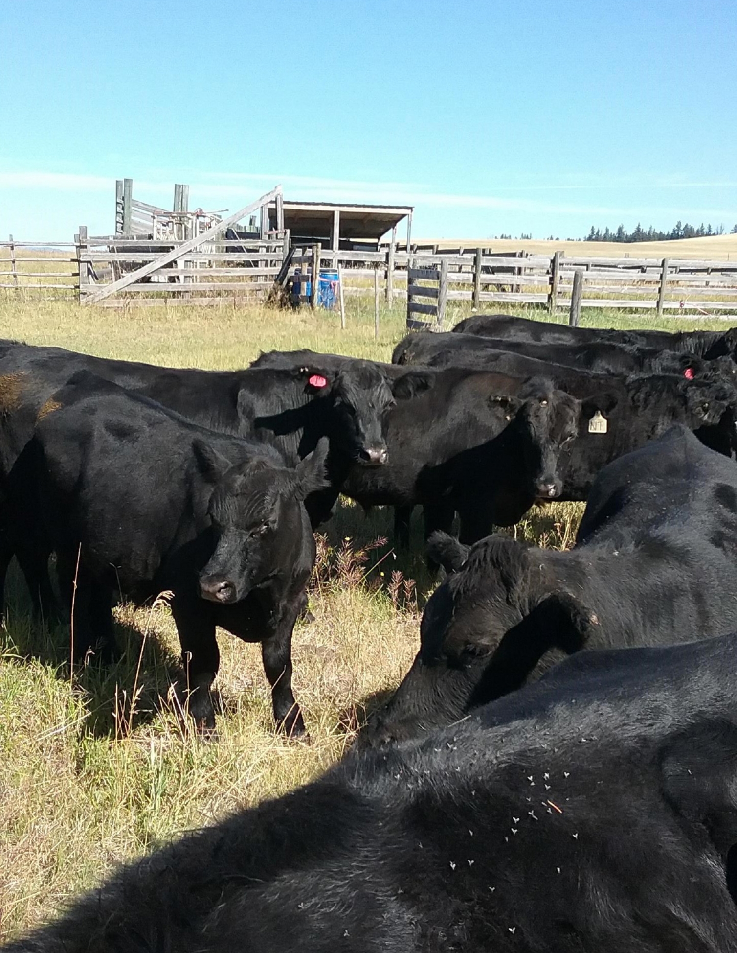 BC Livestock Sale Image