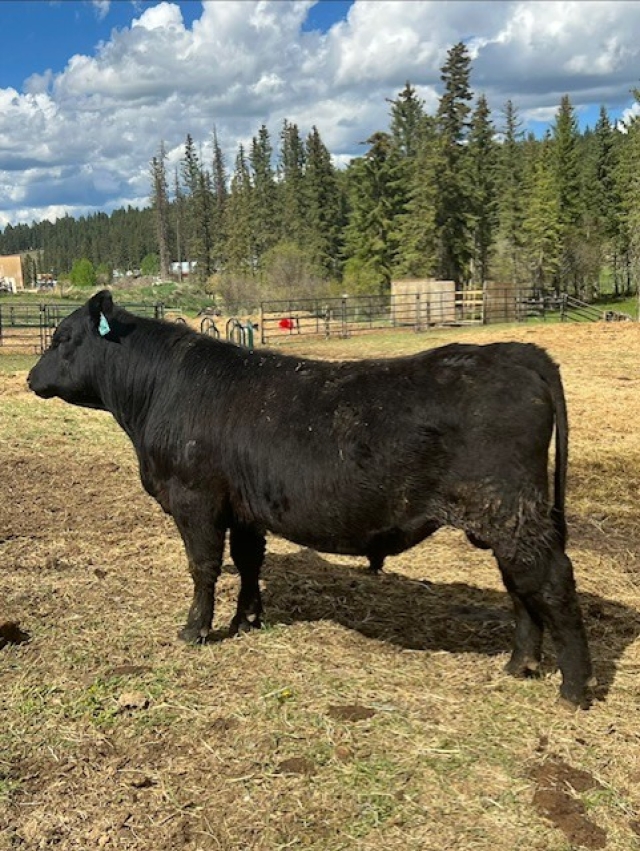 BC Livestock Sale Image