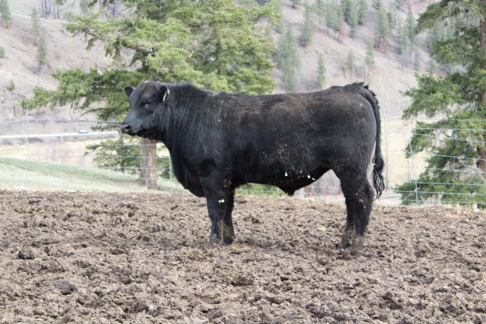 BC Livestock Sale Image