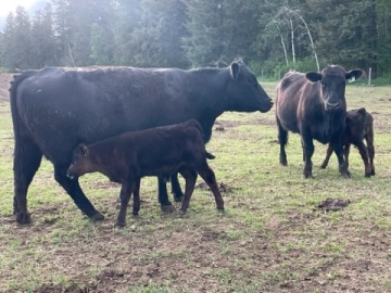 BC Livestock Sale Image