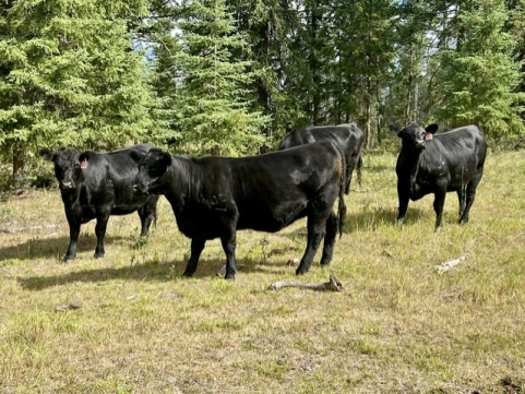 BC Livestock Sale Image