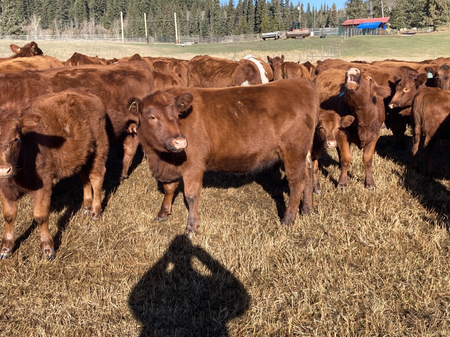 BC Livestock Sale Image