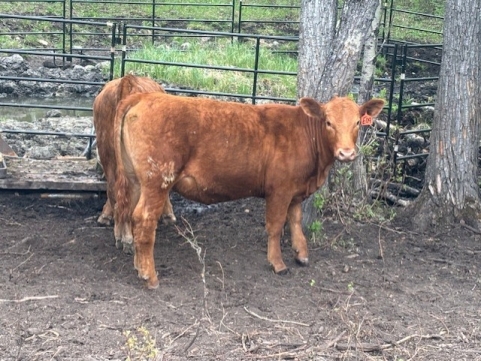 BC Livestock Sale Image