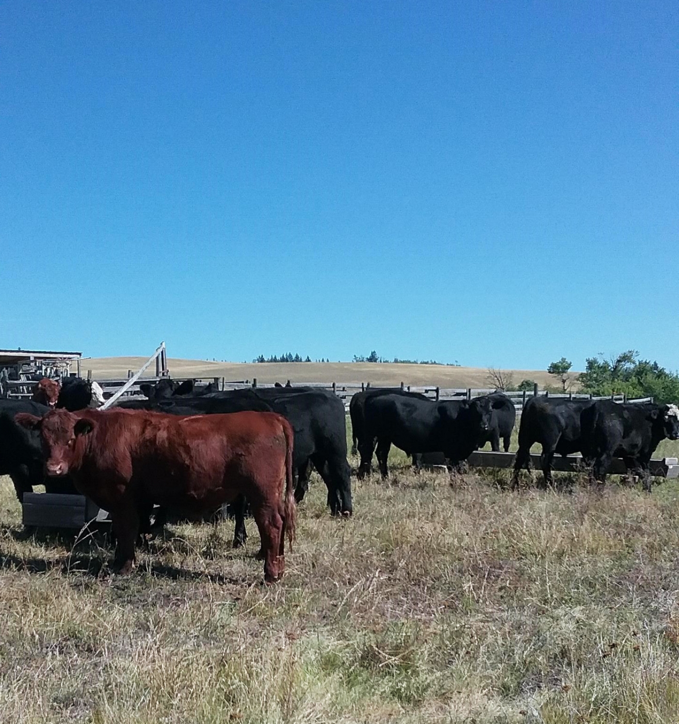 BC Livestock Sale Image