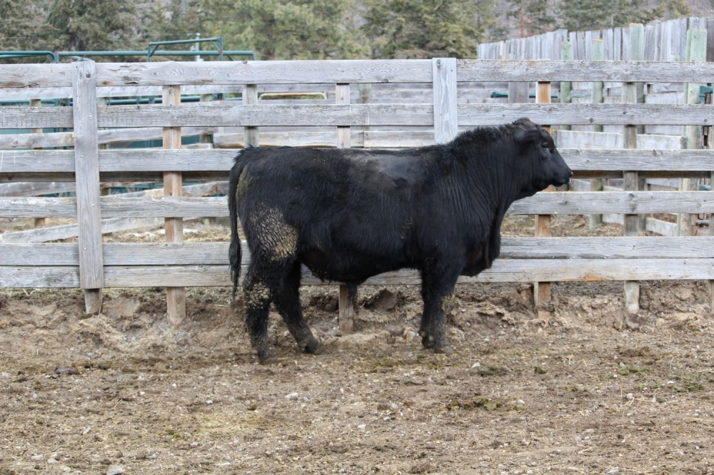 BC Livestock Sale Image