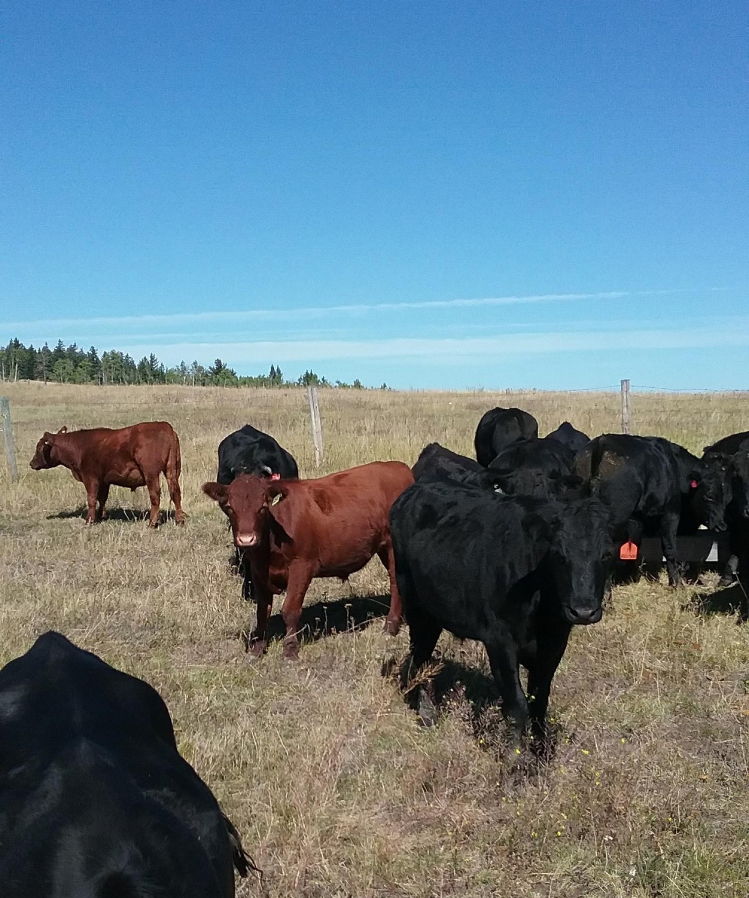 BC Livestock Sale Image