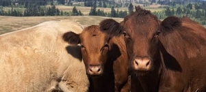 BC Livestock Sale Image