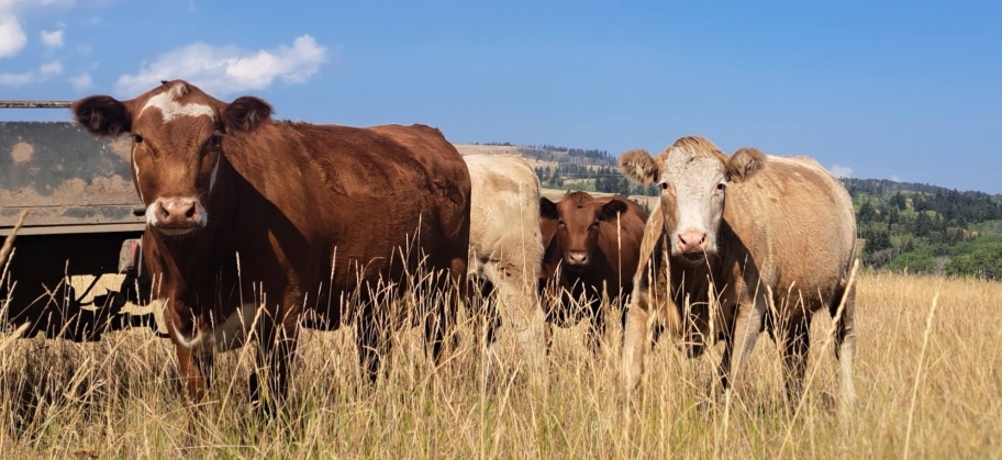 BC Livestock Sale Image