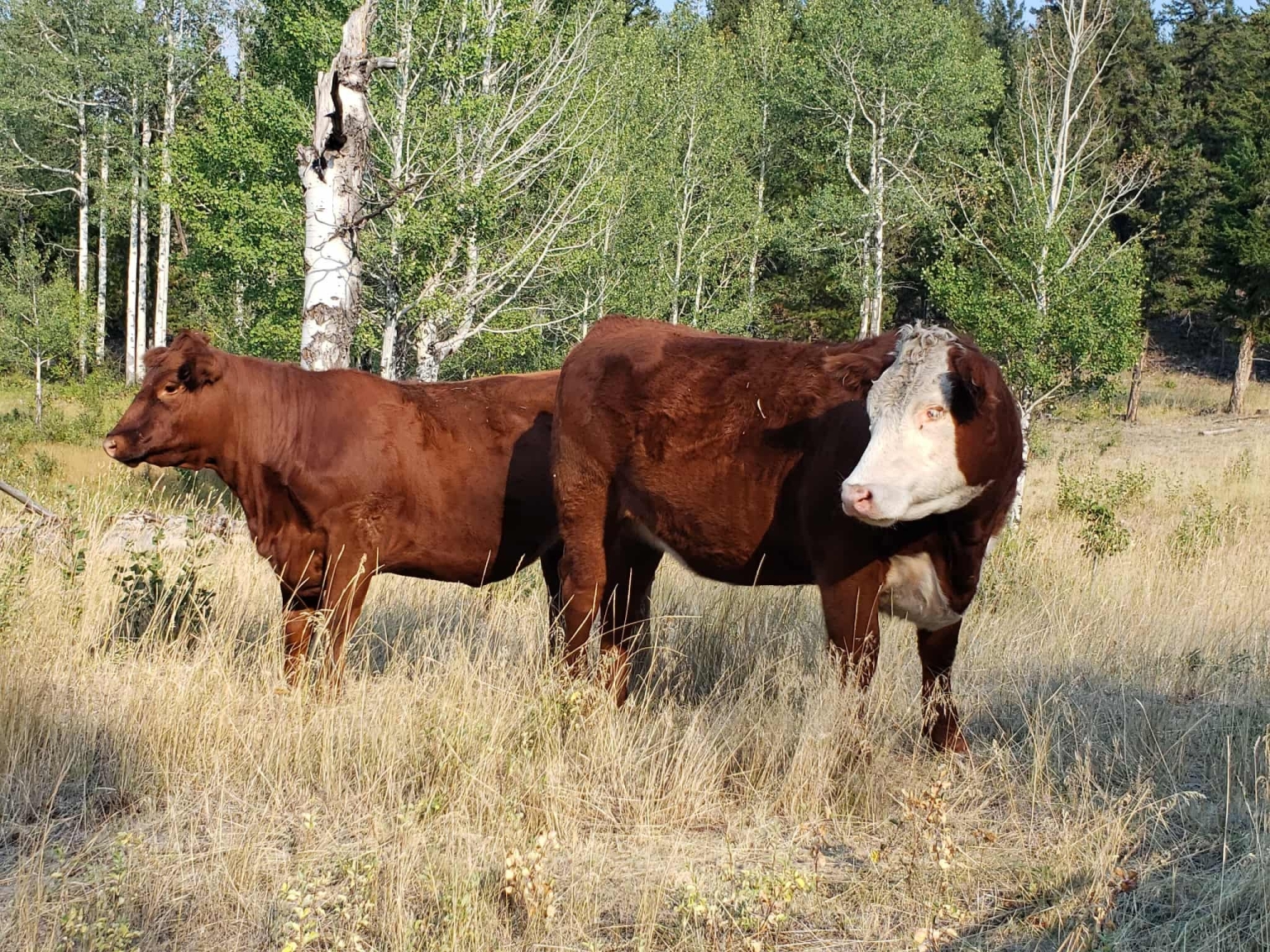 BC Livestock Sale Image