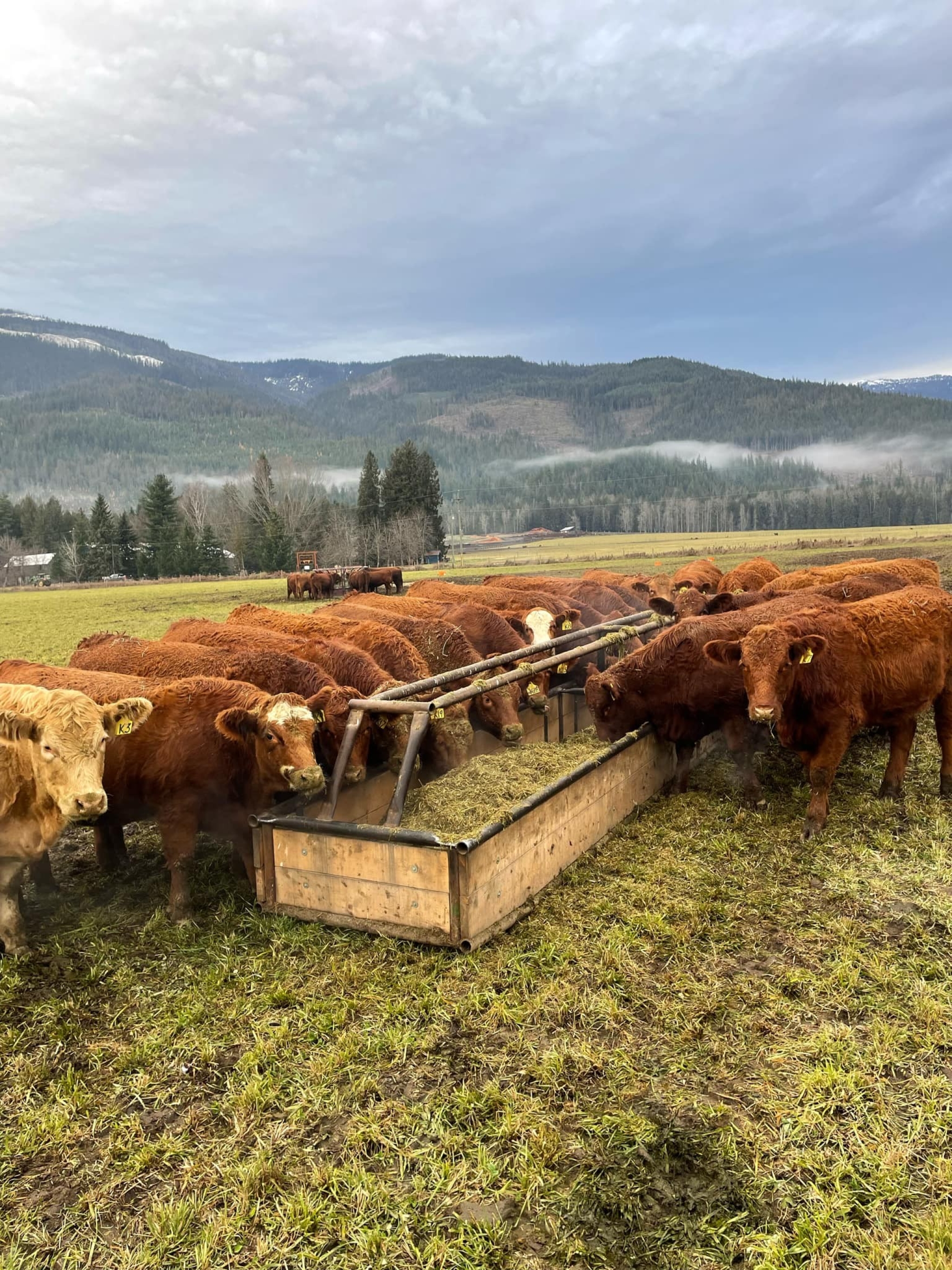 BC Livestock Sale Image