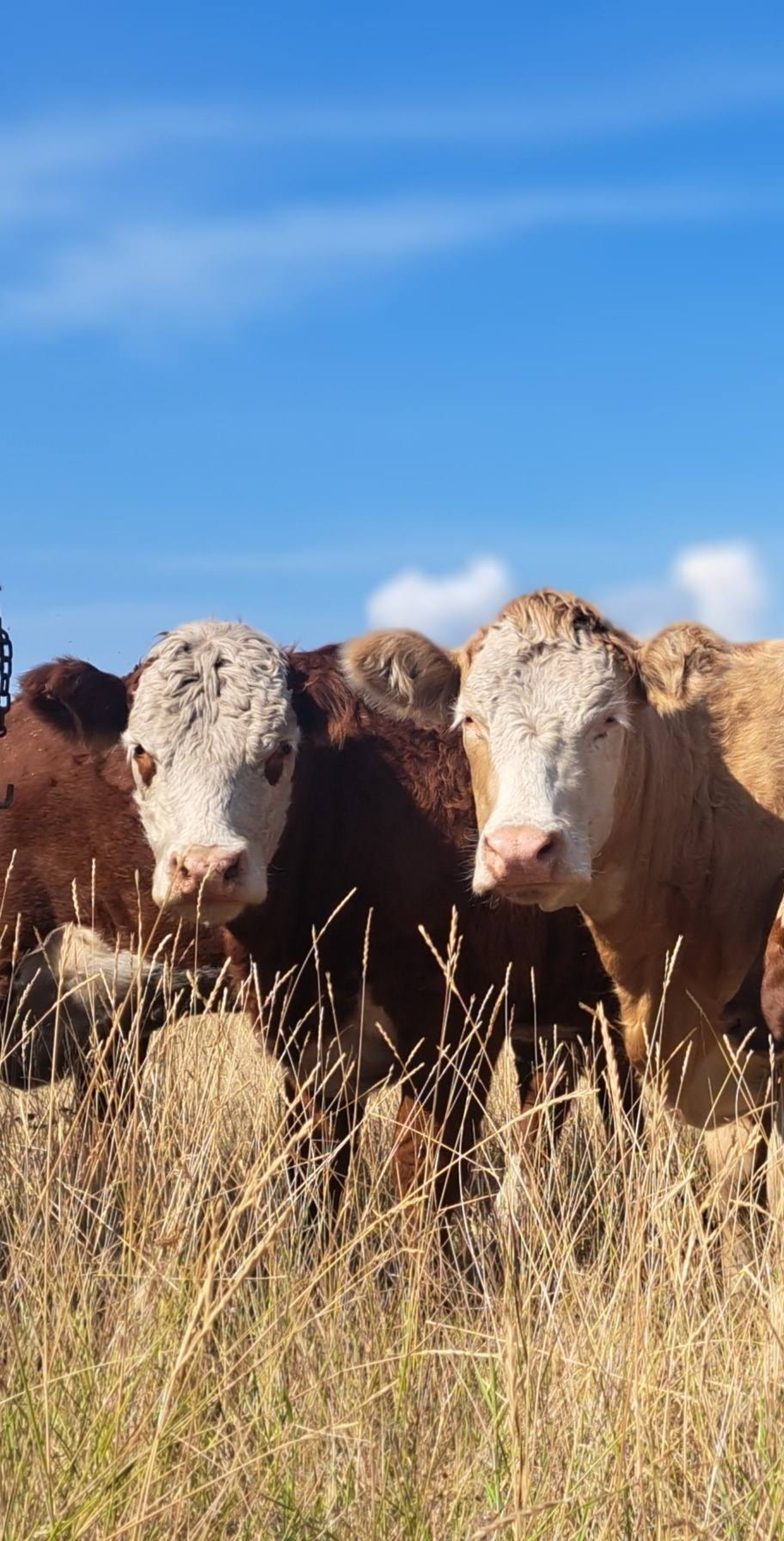 BC Livestock Sale Image