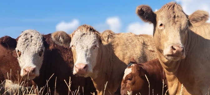 BC Livestock Sale Image