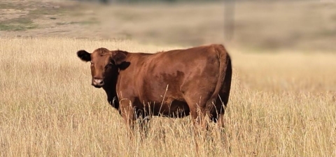 BC Livestock Sale Image