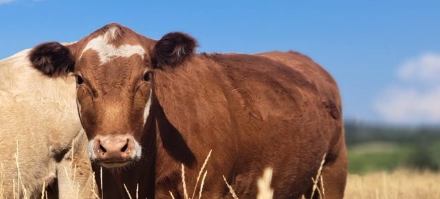 BC Livestock Sale Image