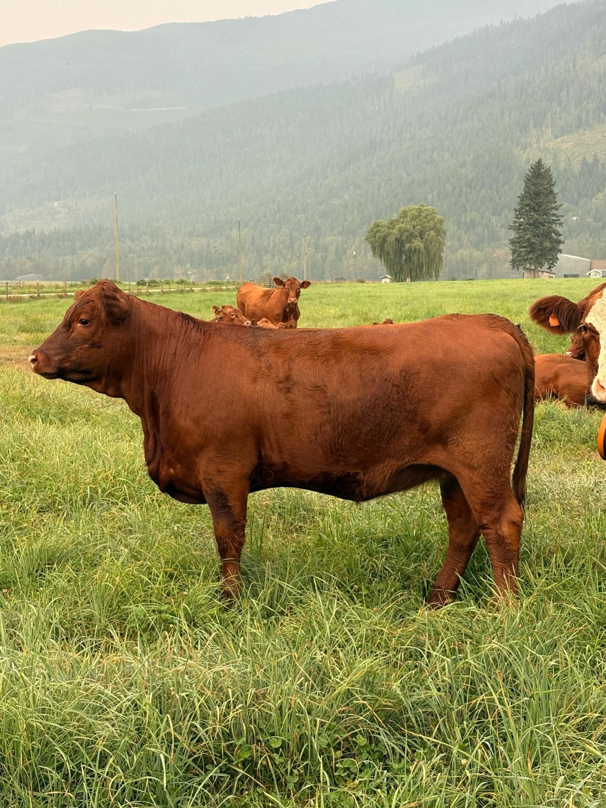 BC Livestock Sale Image