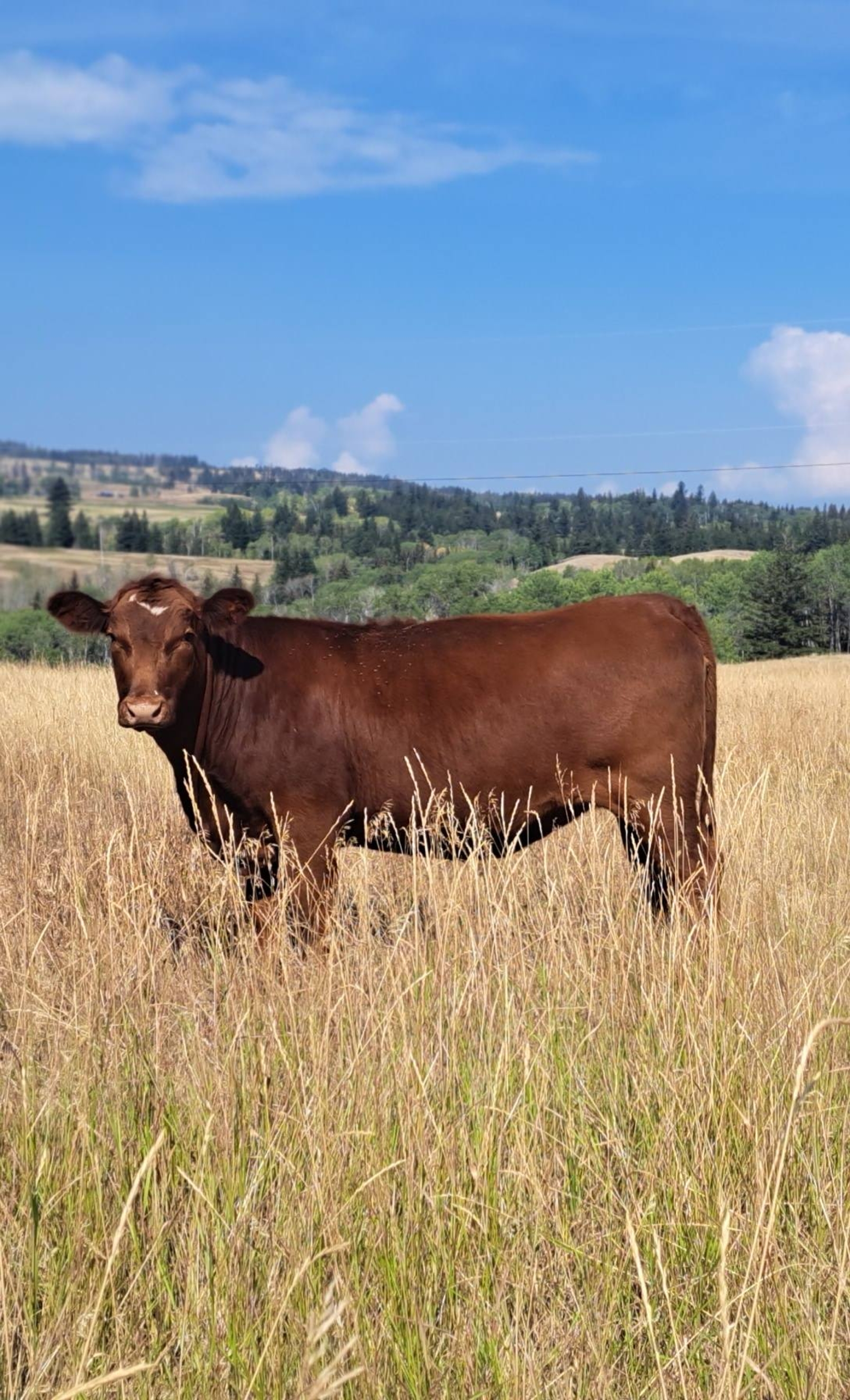 BC Livestock Sale Image