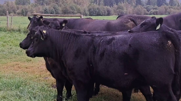 BC Livestock Sale Image