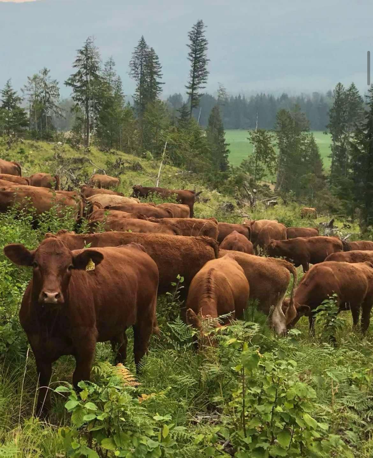 BC Livestock Sale Image