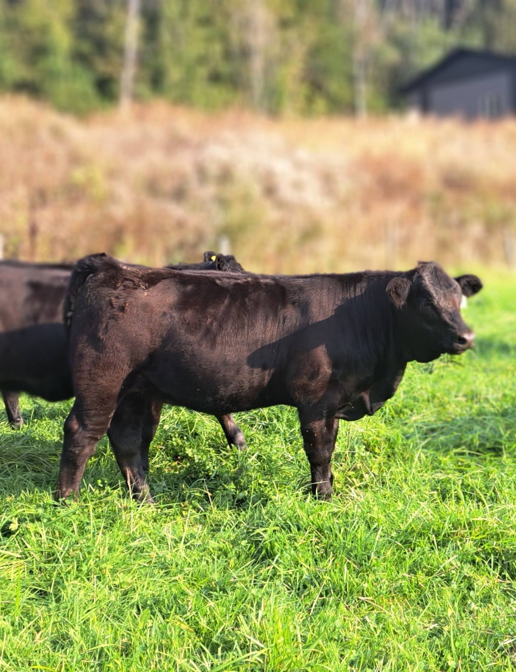BC Livestock Sale Image